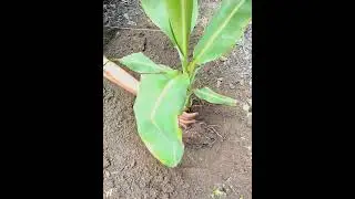 #Banana Banana Planting