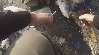 Guy almost loses finger to bluefish ( Atlantic City Jetty )