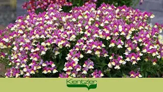 Blumen mit Duft - Fairy Kisses auf der Gartenterrasse
