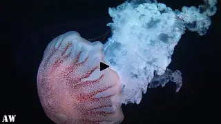 Most popular jellyfish in the world | Animal world | enjoy with background music...