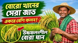 বোরো মৌসুমের উচ্চফলনশীল ধানের জাত | বেশি ফলনের সেরা ধান ২০২৫