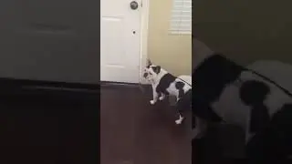 French Bull Dog Bullies Older Step Sister