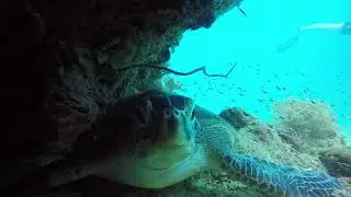 Mabul Scuba Junkies Resort