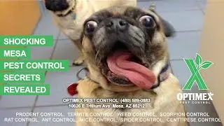 mesa pest control Cheap mesa pest control