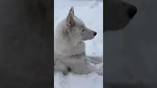 Yakutian Laika: Surveillance Mode Activated