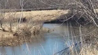 Geese bathing, waterway and nature sights 🙏  Awesome goodness ❤️ enJoyment Waterway sounds 😀 1/26