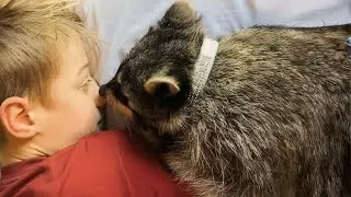 Un mapache salvaje se comporta como un perro y no para de jugar con los ni&ntilde;os