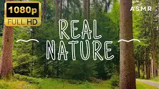 Birdsong, Piano & Violin | Peaceful Forest Ambience for Relaxation, Meditation & Deep Focus