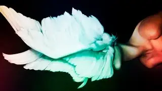 [OSU] Grande Etude ~ La Campanella
