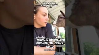 Failing at Weaning my Baby Goat, Mr. Pickles, Part 2 #babygoats #goats #pets #farmanimals #shorts