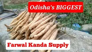 Odisha's BIGGEST Farwal Chara Supply Ever! #greenparibar
