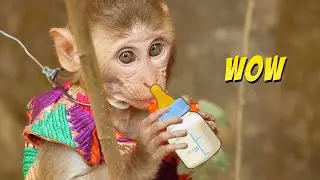 Monkey baby Jerry is sad searching for tomato and fruits
