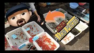 TIANGUIS DE PECES EN GUANGZHOU CHINA||||||😰😱🐟🐠🐡