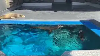 須磨シーワールドアシカ
