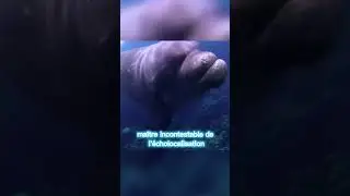 Cet animal a le Haki de l&rsquo;observation 😯 #short
