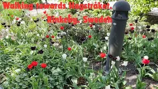 Walking through Hadstråket, Rinkeby, Sweden