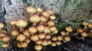 Pholiota squarrosoides
