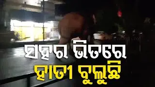 Panic Grips Locals After Elephant Enters Human Settlement in Sundargarh's Bonai