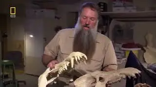 National Geographic   Prehistoric Dinosaur Pig   New Documentary HD