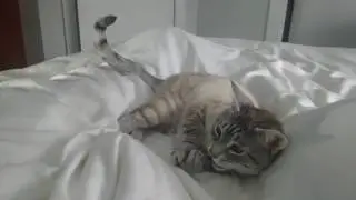 World's cutest Lynx Point Siamese plays