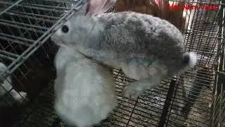Rabbit mating | rabbit breeding