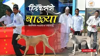 श्वानसम्राट,श्वान हिंदकेसरी 