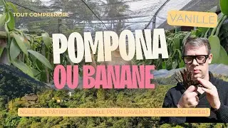 Vanille Pompona (