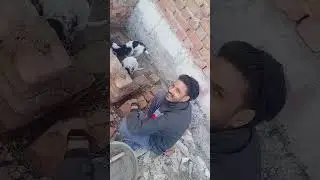 Lawarish Pappy,s ke Liye Banaya new ghar## नया घर pyare pyare kutte ke bachho ke liye ##all