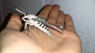 Large Gray Moth - Sphingidae (Sphinx Moth), Hawk Moth in Las Vegas, Nevada