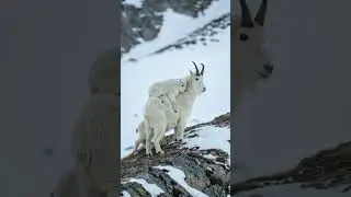 mountain Goat Love: Ibex Saves Her Baby on Snowy Cliff