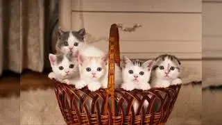 Baby Cats - Cute and Funny Cat Videos Compilation | #Funny Animals Network❣️❣️