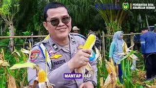 Panen Raya Jagung Sadesahe di Desa Jeranglah Rendah Kecamatan Manna Bengkulu Selatan