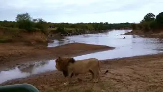 Huge Chongo Bilashaka Male Lion Sighting | Masaimara | 6 June 2025