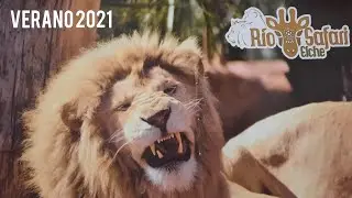Rio Safari Elche verano 2021 Music