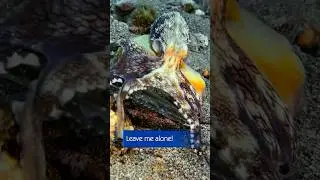 Leave me alone! Coconut octopus #mahimahidiveresort #divephilippines #underwatervideo #octopus