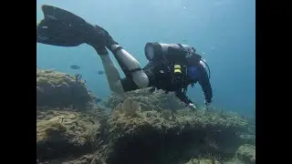 Pompano Beach, FL - Copenhagen Wreck & Nursery Reef Scuba Dive