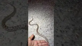 BRIGHT ORANGE Baby Prairie Kingsnake!