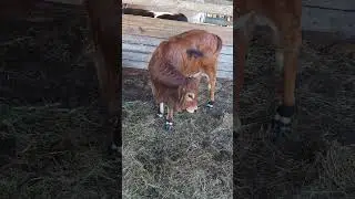 Muh Cows are Amoozing #cows #farmlife #farm #outside #grass #life