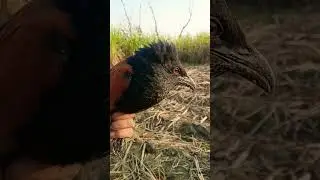New hunting video of Greater Coucal/سارانے چرگ ||#bird #hunterboy #animals #vlog #food #hunterboy313