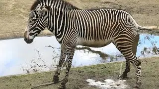 グレビーシマウマ　(千葉市動物公園/千葉県)