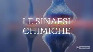 Le Sinapsi [IMA - Brain #04]