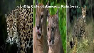 Big Cats of Amazon Rainforest #wildlife #animals #bigcat