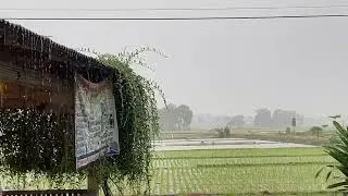 Suara hujan deras dan petir pengantar tidur