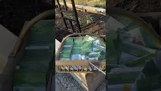 Я всегда говорю, что садоводство экономит деньги, но не уверена, что мой муж со мной согласен😅 #с...