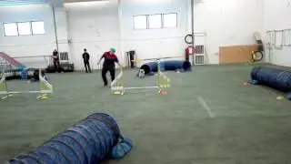 Tibetan Spaniel and agility for fun