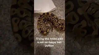Angry ball python