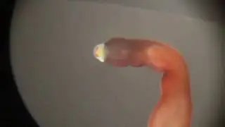 Red Nemertea (Ribbon worm) – Красная немертина из морского аквариума