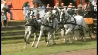 Landesmeisterschaften 09 im Kutschenfahren in Zweibrücken - Teil 2 | www.pfalz-saar.tv