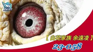 【中壢 余遠凌 全舍拍賣】23 058
