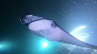 Giant Manta Ray Dive. Hawaii Island, Kona.